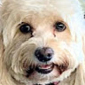 Meet your Posher, Tanner